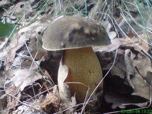 h.bronzov3.JPG
