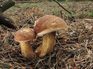 hib lunk- Tylopilus felleus3.JPG