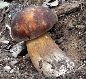 Hib bronzov - Boletus aereus (1).jpg