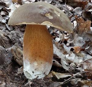 Hib bronzov - Boletus aereus (4).jpg