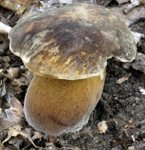 Hib bronzov - Boletus aereus (7).jpg