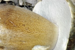 Hib bronzov - Boletus aereus (9).jpg
