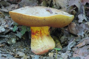 Hib hlohov - Boletus crataegi (3).jpg