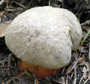Hib k횝 - Boletus calopus.jpg