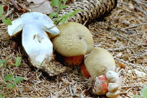 Hib k횝 - Boletus calopus 4.jpg