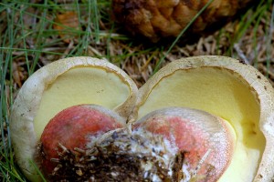 Hib k횝 - Boletus calopus 5.jpg