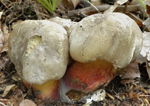 Hib k횝 - Boletus calopus (1).jpg