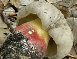 Hib k횝 - Boletus calopus (4).jpg