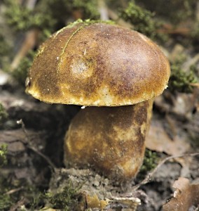 Hib katanov - Gyroporus castaneus.jpg