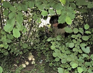 Hib medotrpk - Boletus albidus (13).jpg
