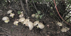 Hib medotrpk - Boletus albidus (22).jpg