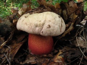 Hib nachov 2.jpg