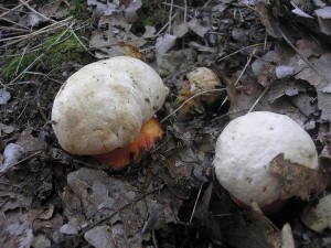 Hib nachov 4.jpg
