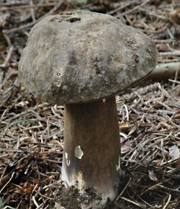 H�ib nachov�trus� - Porphyrellus porphyrosporus.jpg
