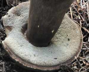 H�ib nachov�trus� - Porphyrellus porphyrosporus (1).jpg