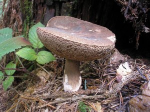 Hib nachovtrus 2.jpg