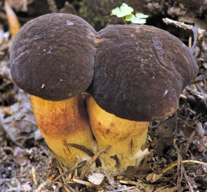 Hib sametov - Boletus fragilipes.jpg