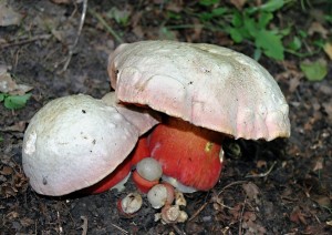 Hib satan - Boletus satanas (31).jpg