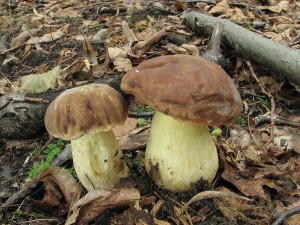 hib skvrnit-Boletus depilatus.jpg