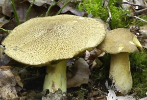 Hib strako - Suillus variegatus (1).jpg
