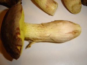 hiby 010.jpg
