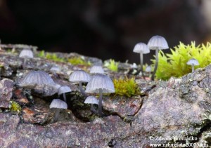 h IMG_6267m.jpg