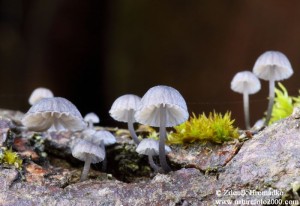 h IMG_6270m.jpg