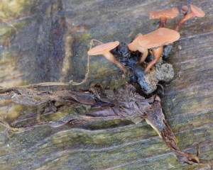 h IMG_6748vz.jpg