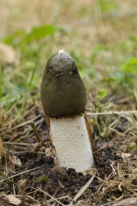 Hadovka02.jpg
