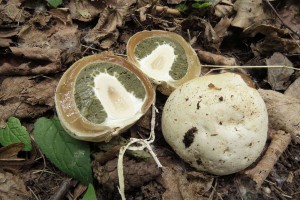 hadovka smrdut-Phallus impudicus.jpg