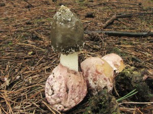 hadovka valick-Phallus hadriani 2.jpg