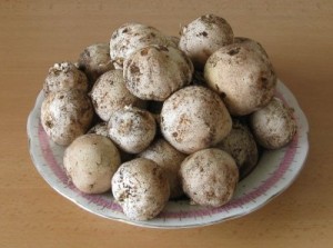 hadovky.jpg