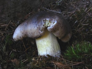 havelka 3.jpg