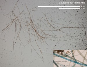 HB-Capilicium.jpg