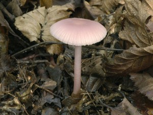 Helmovka edkvikov - Mycena pura (1).jpg