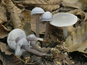 Helmovka edkvikov - Mycena pura (2).jpg