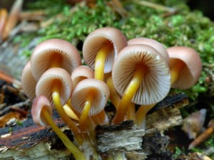 Helmovka lutonoh - Mycena renati.jpg