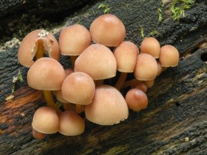 Helmovka lutonoh - Mycena renati (1).jpg