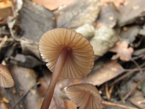 helmovka hndopurpurov-Mycena purpureofusca1.JPG