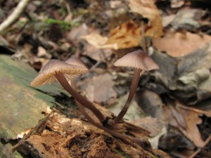 helmovka hnědopurpurová-Mycena purpureofusca.JPG