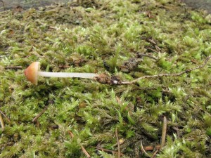helmovka jitenkov-Mycena adonis1.JPG