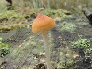 helmovka jitenkov-Mycena adonis.JPG