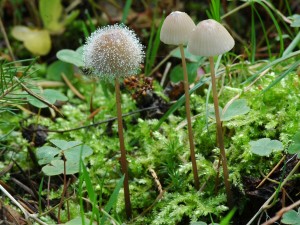Helmovka mln - Mycena galopus1.jpg