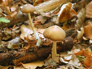 Helmovka podhorsk - Hydropus subalpinus (1).jpg