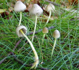 Helmovka slizk - Mycena epipterygla 10_ 2006.JPG