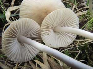 helmovka snhonoh-Mycena niveipes 1.jpg
