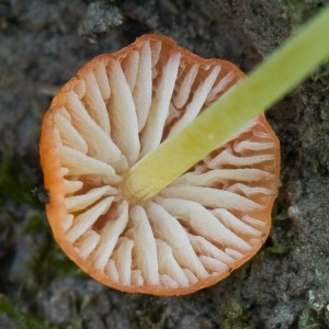 HelmovkaJehlickova04.jpg