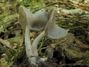 Helvella2.jpg