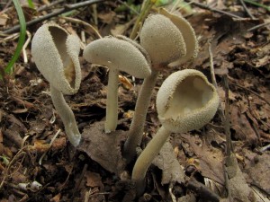 Helvella.jpg