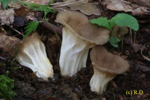 Helvella_ acetabulum.jpg